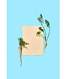   Copy space, Root vegetable