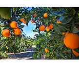   Orangen, Orangenplantage