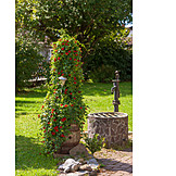   Black, Eyed susan vine, Vine, Landscape gardening