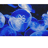   Jellyfish