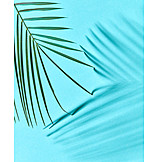   Palm leaf