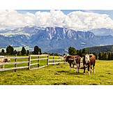   Kühe, Südtirol, Almweide