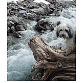   Wildbach, Tibet, Terrier