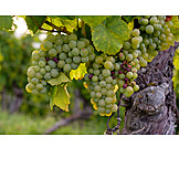   Grapes, Riesling