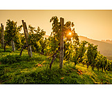   Vineyard, Vines, Viticulture