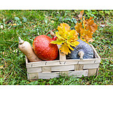   Autumn, Squash, Harvest