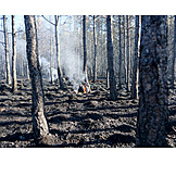   Waldbrand, Naturkatastrophe, Klimawandel