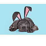   Easter bunny, Labrador, Easter gift, Rabbit ears