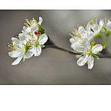   Apfelblüte, Marienkäfer