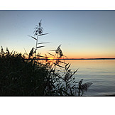   Sunset, Lake, Reed