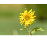   Helianthus, Sonnenblumen