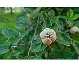   Quince, Quince tree