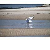   Beach, Seagull