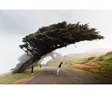   California, Cypress tree, Windswept trees, Skew