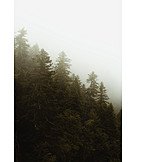   Forest, Fog, Cloud forest