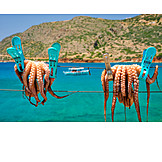   Squid, Greece, Octopus