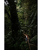   Jungle, Rainforest, Costa rica