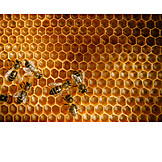   Honeycomb, Honey bee
