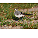   White wagtail