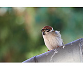   Tree sparrow