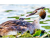   Great crested grebe