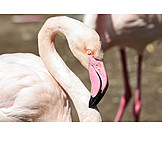   Pink flamingo